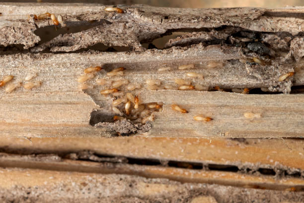 Best Wasp Removal Services  in Myrtle Grove, NC