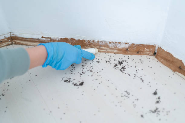 Best Emergency Pest Control  in Myrtle Grove, NC
